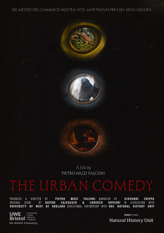 The Urban Comedy